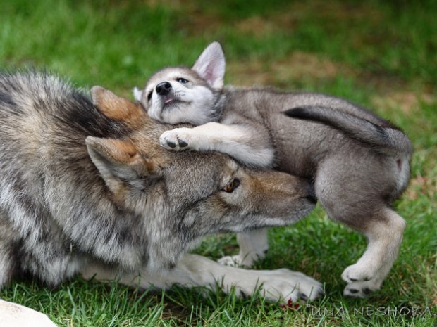 11-06-2019 Amerikanische Wolfhunde Lone und Lokihm zu Besuch