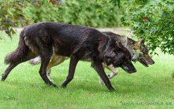 DSC_8982 Lokhim und hinten Lone
