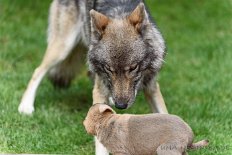 DSC_8996 Lone und Cosma