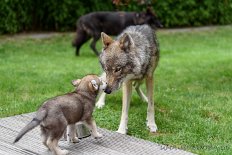 DSC_9003 Lone und Yuma