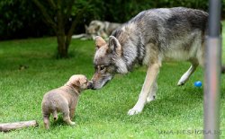 DSC_9004 Lone und Cosma