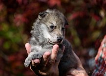 DSC_7357 Yuma, 22 Tage alt