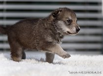 DSC_7360 Yuma, 22 Tage alt