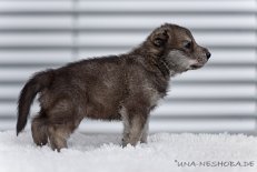 DSC_7383 Yuma, 22 Tage alt