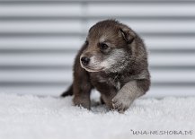 DSC_7385 Yuma, 22 Tage alt