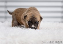 DSC_7412 Cosma, 23 Tage alt