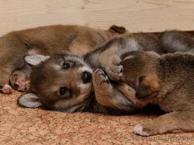 22-05-2019 Einzelportraits Die Zeit vergeht wie im Flug! Nun sind die kleinen Racker schon 4 Wochen alt (Tag 28 und 29). Sie werden immer...