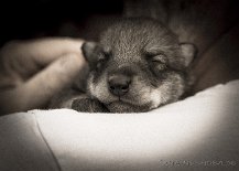 DSC_6703 7 Tage alt