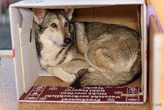 DSC_6760 Enya in the box ;) - in manchen Momenten braucht sie einfach eine enge Höhle.