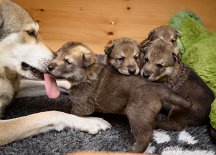 DSC_0815 Wieder in der Wurfkiste wird man von Mama verwöhnt.