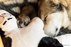 DSC_0173 Shima