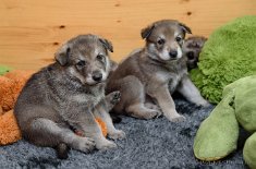 DSC_1101 Rüde lila und Shima