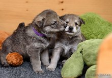 DSC_1105 Rüde lila und Shima