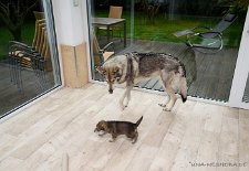 DSC_1130 Da läuft sie, die Shima-Maus