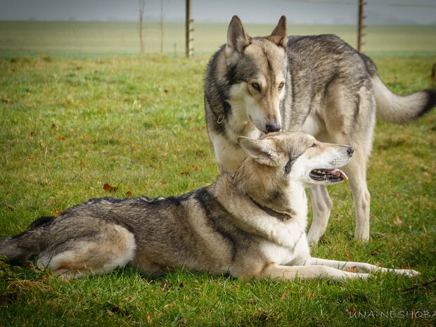 01-03-2025 Das Liebespaar Shima und Ryuk Gry Shima Una Neshoba x Khalibisnya Maginwulf Ryuk In der letzten Februarwoche 2025 waren wir in der Normandie um Shima...