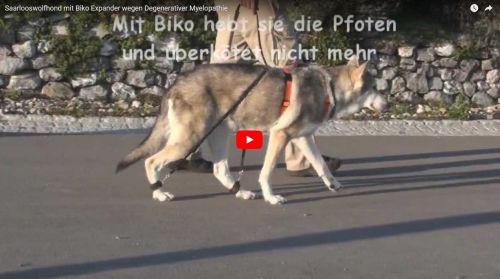 Saarlooswolfhond und Degenerative Myelopathie mit biko Expander