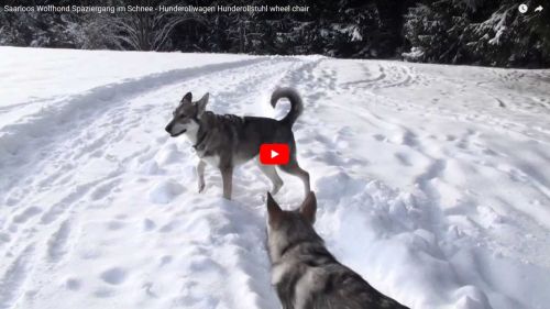 Saarloos Wolfhond Spaziergang im Schnee mit Hunderollwagen Hunderollstuhl