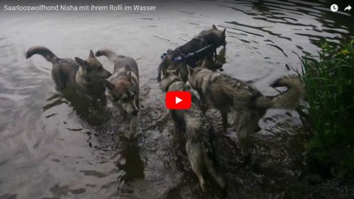 Saarloos Wolfhond mit Degenerativer Myelopathie und Hunderollwagen im Wasser