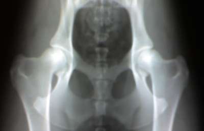 Röntgenbild Hüfte Hund HD A