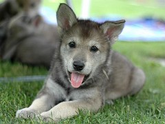0076_Tara_Tag37
