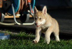 DSC_2393_Anak_52_Tage