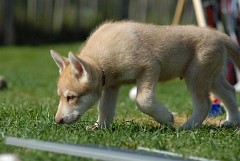 DSC_2711_Anak_54_Tage
