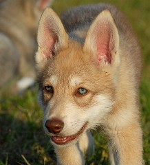 DSC_4258_Anak_58_Tage