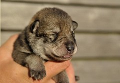 DSC_1998_Tag_6