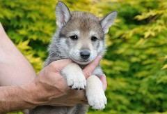 DSC_3894_Tag_35