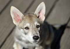 DSC_9635_Tag_60
